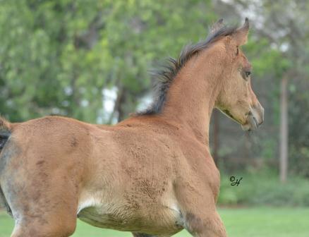 Gulilah Rayahin x Marzoukh (imp) filly 2012
