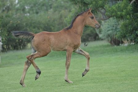 Gulilah Rayahin x Marzoukh (imp) filly 2012