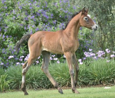 Nabilah Nahd x Gulilah Sabah filly 2012