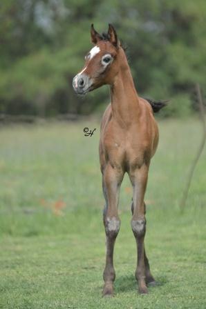 Nabilah Nahd x Gulilah Sabah filly 2012