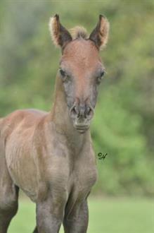 Nabilah Saleem x Nabillah Saqarah colt 2012