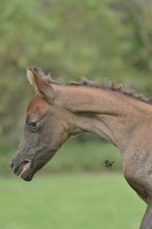Nabilah Saleem x Nabillah Saqarah colt 2012