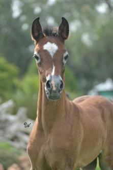 Nabilah Nahd x Gulilah Sabah filly 2012